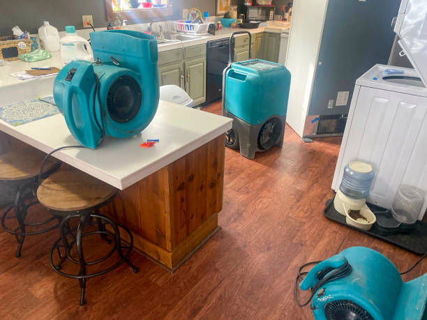Best Mold removal after water damage  in Harrisonburg, VA